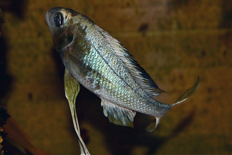 Ophthalmotilapia sp. 'whitecap' Zongwe